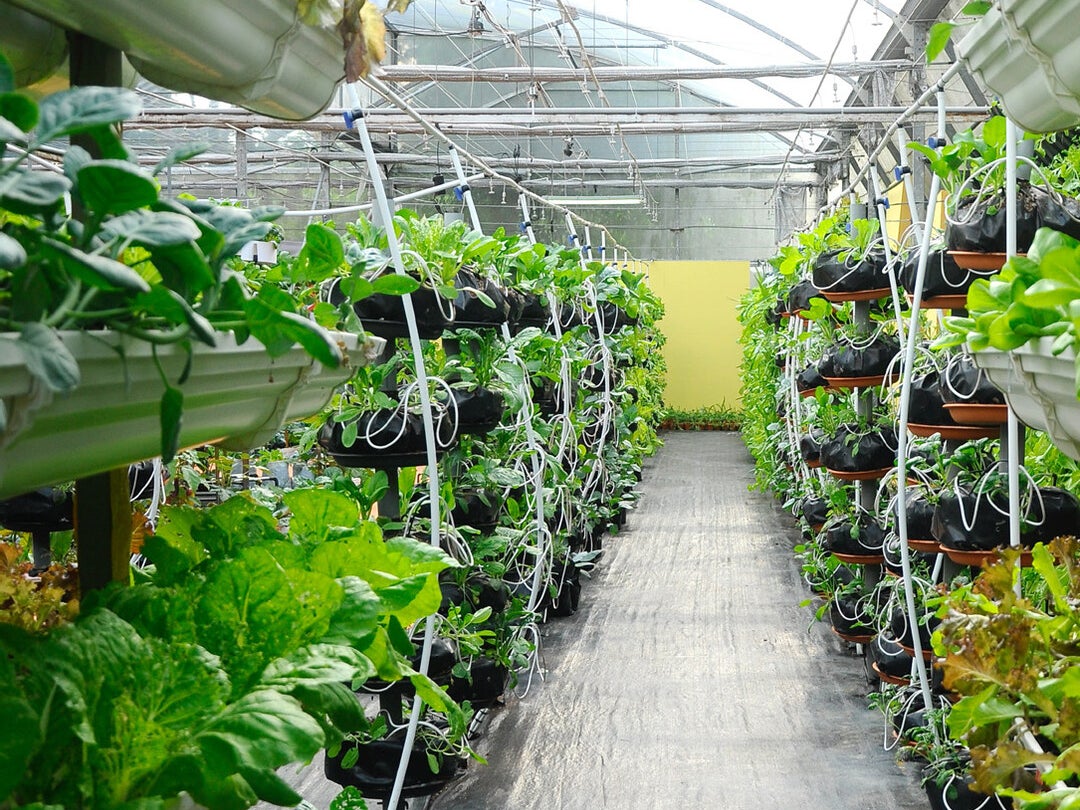 Read article: Growing Food Within a City