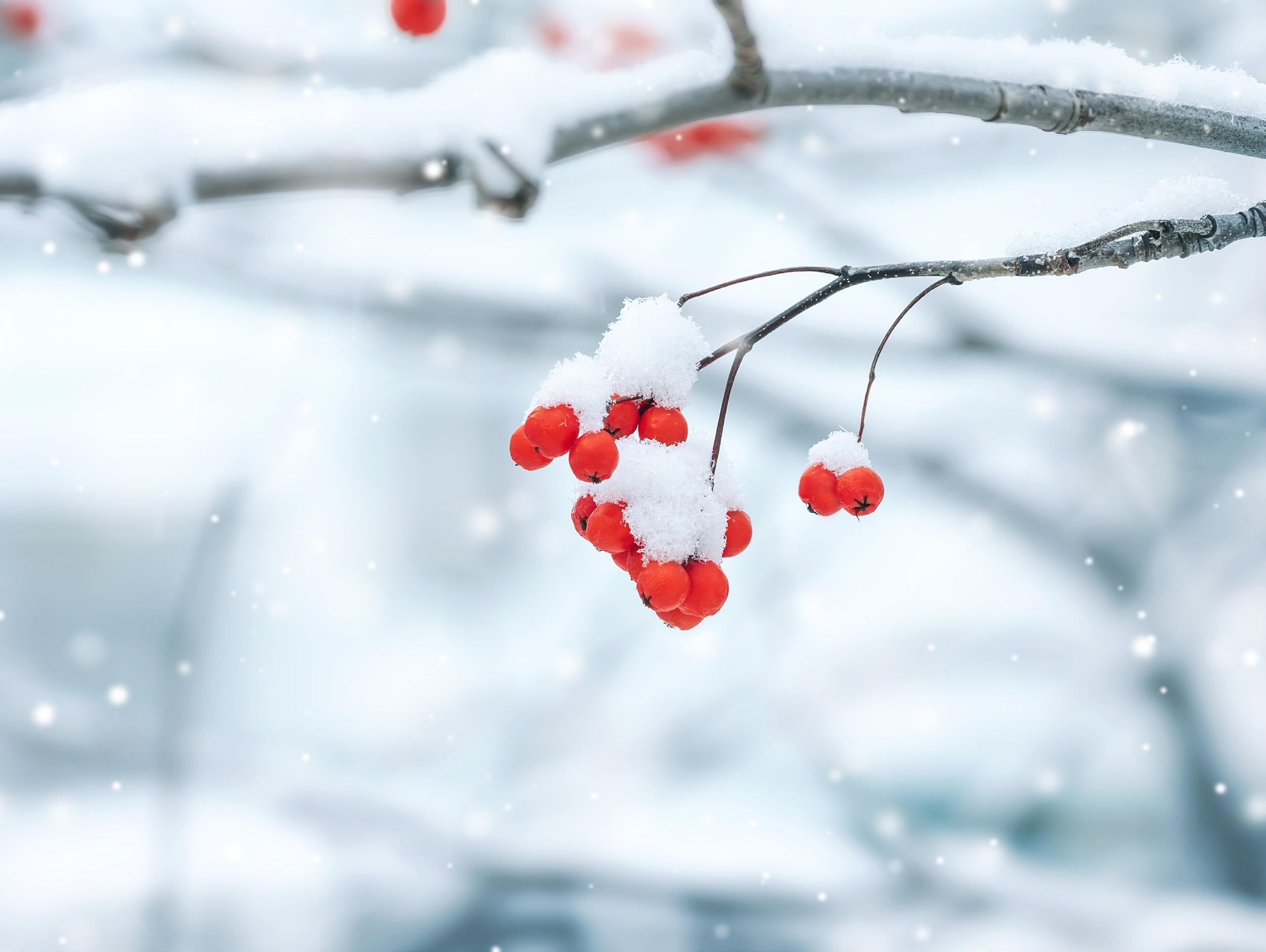 Read article: Thoreau in Winter